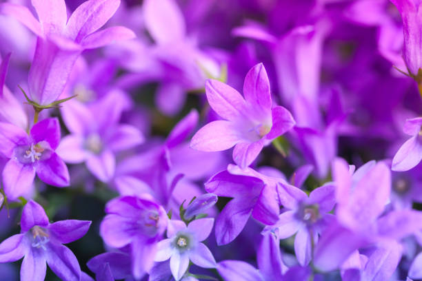 istock Bright purple Campanula flowers, closeup 660311732