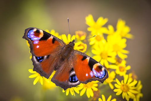 Day Peacock Eye - Butterfly