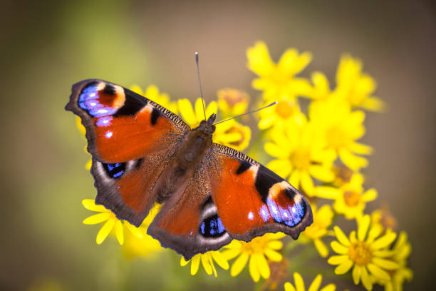 Colorful European Peacock butterfly The European Peacock (Aglais io) is a colourful butterfly, found in Europe and temperate Asia as far east as Japan. small tortoiseshell butterfly stock pictures, royalty-free photos & images