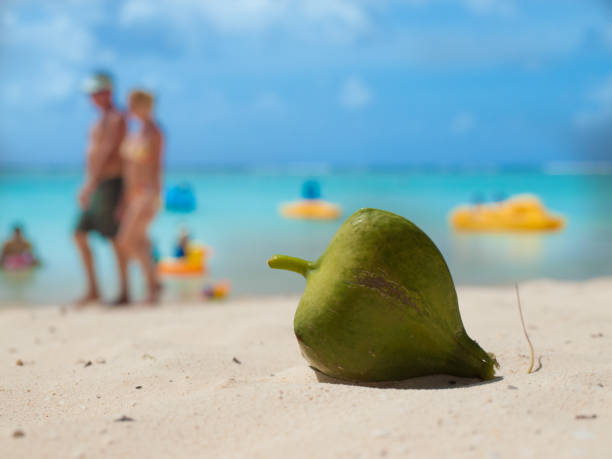 a coconut on the summer beach resort　南の島の砂浜の椰子の実とカップル - guam ストックフォトと画像
