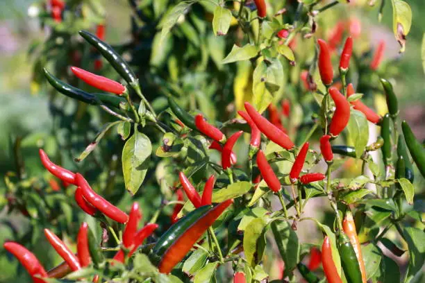 Ecological chilli cultivation