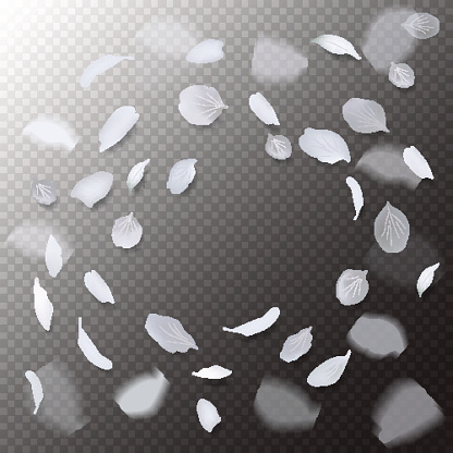 White sakura petals falling on vector transparent background. Flying white floral blossoms.