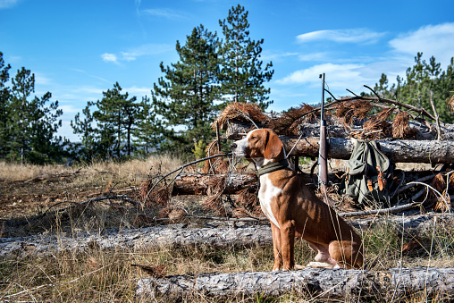 Hunting dog guarding hunter's gear.
