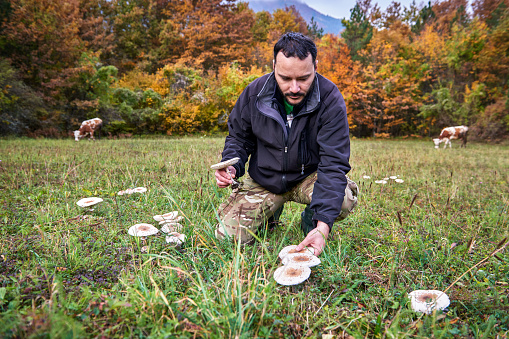 Man is picking fresh mushrooms on the green field in the forest. Cows are seen in the background.