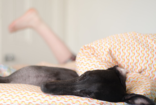 A Happy Greyhound Sleeps In Bed With a Child