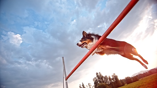 Australian shepherd being trained to jump over hurdle.