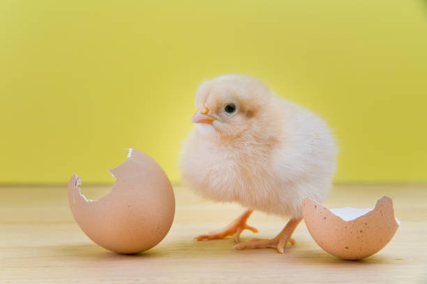 istock New yellow chick stands near cracked shell looking left 660333452