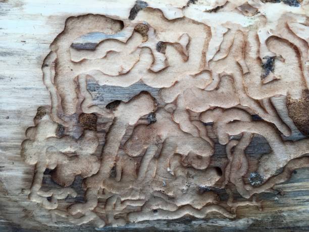 istock Ways of a woodworm 660334236
