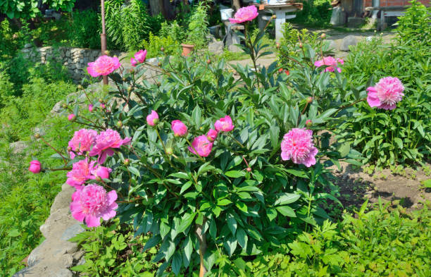 istock Flowers of peony 660339466