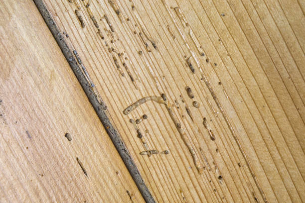 Old plank floor damaged by borer, woodworm