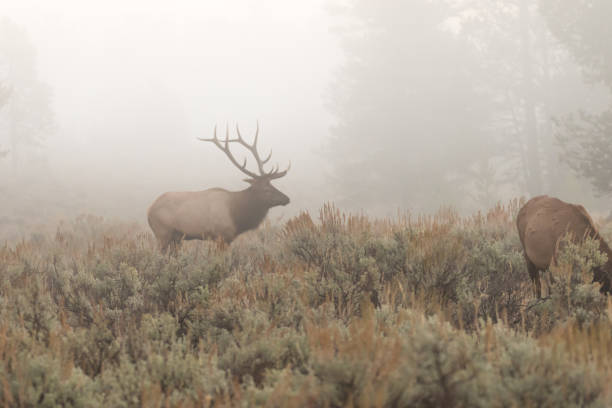 istock Bull Elk in Thick Fog 660345196