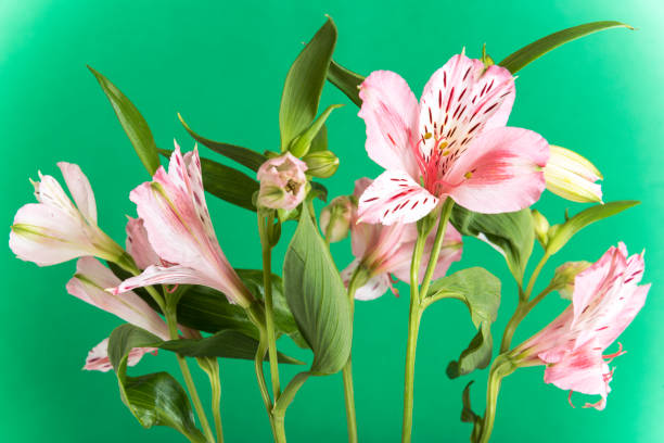 istock Alstroemeria, the green background 660345214