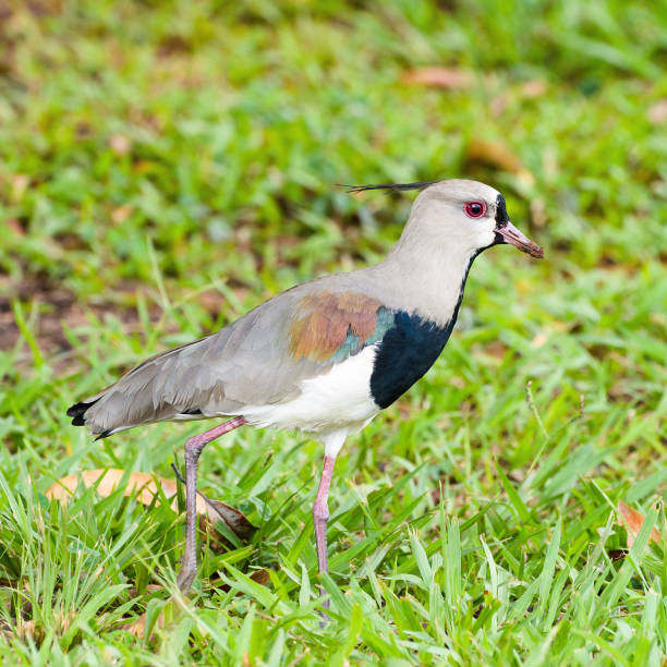istock Southern lapwing bird walking on grass 660345640