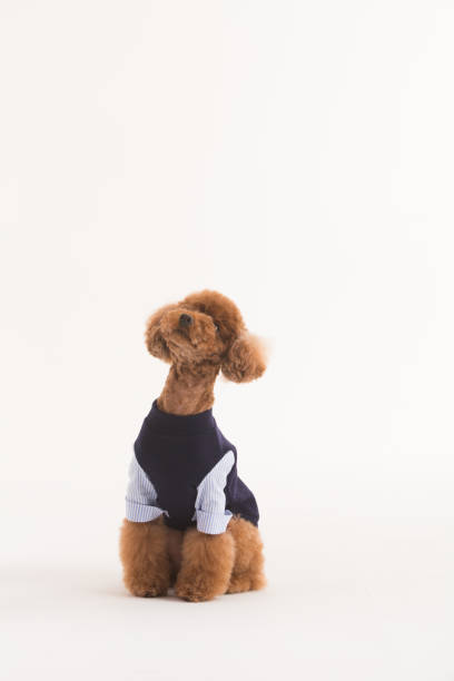 istock Close-Up Portrait Of Poodle 660348204