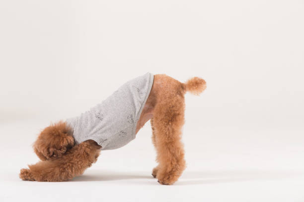istock Close-Up Portrait Of Poodle 660348252