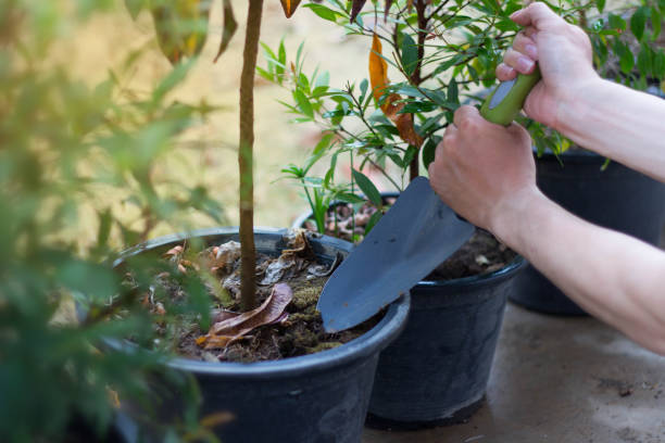 istock plant a tree and loosen the soil 660349098