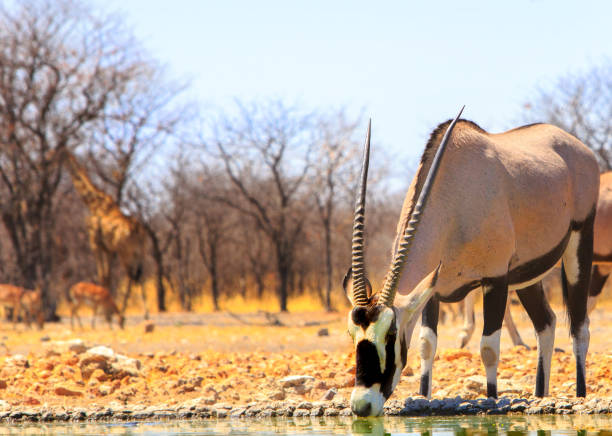 Large Gemsbok oryx drinking from camp waterhole An oryx drinks from a camp waterhole at Eye level gemsbok photos stock pictures, royalty-free photos & images