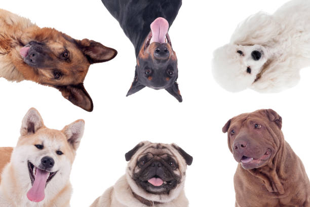 istock group of dogs of different breeds isolated on white 660352202