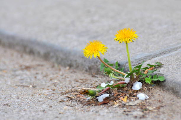 istock Dandelion flower growing between asphalt and curbs. 660353322