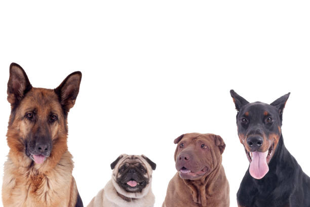 istock group of dogs of different breeds 660360046