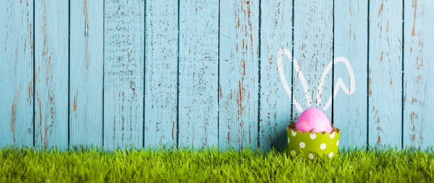 funny easter egg in cake pan - rabbit ears humor - easter egg easter grass spring imagens e fotografias de stock