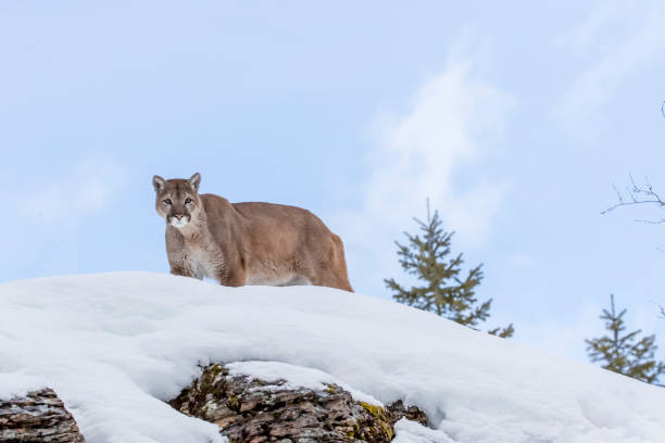 istock Mountain Lion In The Snow 660360710