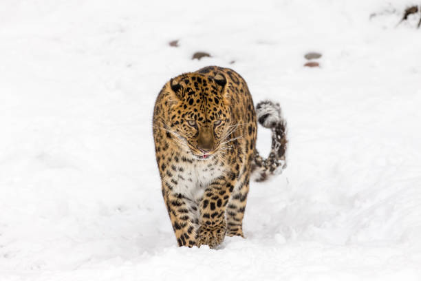 istock Amur Leopard In The Snow 660360758