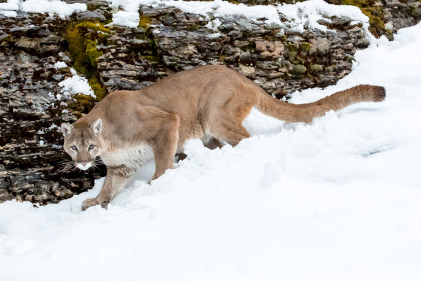 istock Mountain Lion In The Snow 660360798