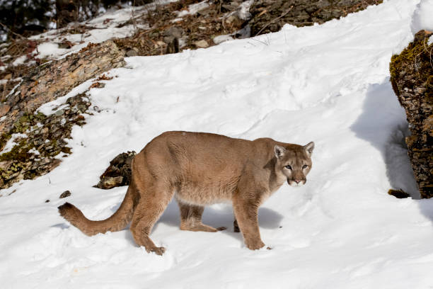 istock Mountain Lion In The Snow 660360804
