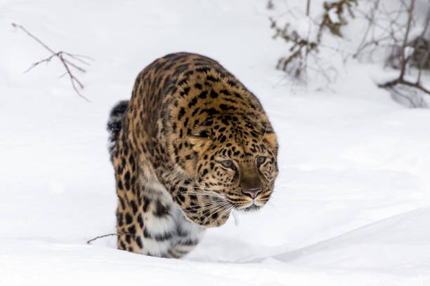 istock Amur Leopard In The Snow 660360818