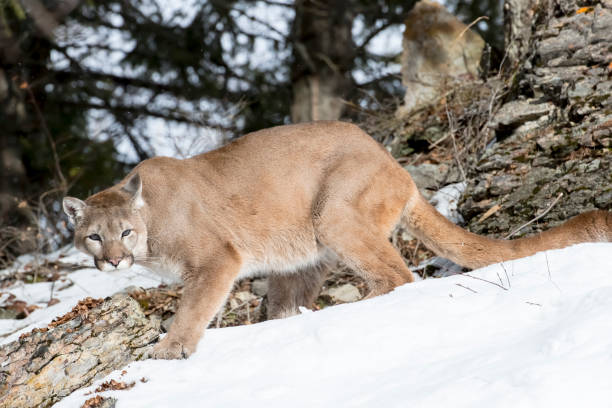 istock Mountain Lion In The Snow 660360836