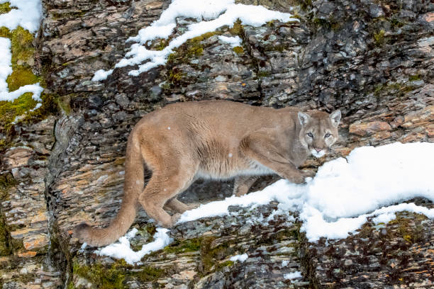 istock Mountain Lion In The Snow 660360840