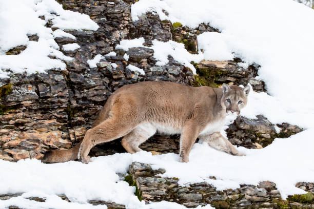 istock Mountain Lion In The Snow 660360882