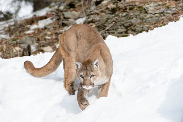 istock Mountain Lion In The Snow 660360892