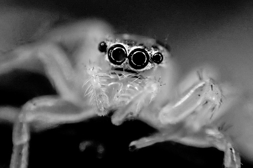 Europes biggest jumping spider in black and white