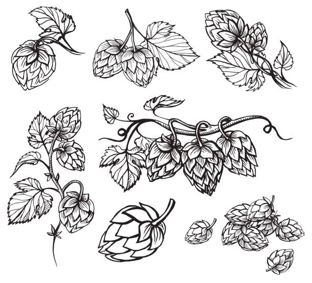 Hand drawn engraving style Hops set. Hand drawn engraving style Hops set. Common hop or Humulus lupulus branch with leaves and cones. Vector illustration beer styles stock illustrations