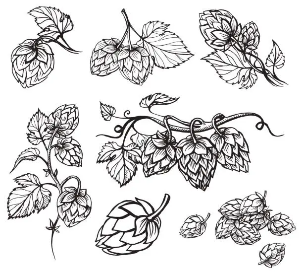 Vector illustration of Hand drawn engraving style Hops set.