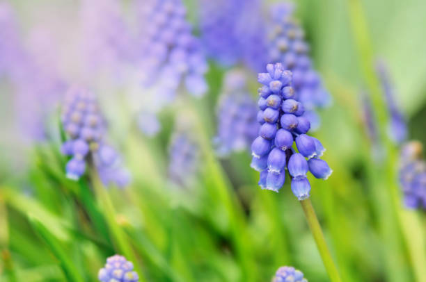 istock blue flowers in garden 660369702
