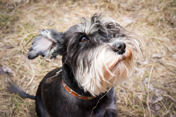 istock Miniature schnauzer dog is sitting on the dry grass 660370202