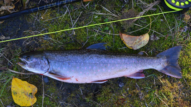 istock Dolly Varden trout, Alaska 660370410