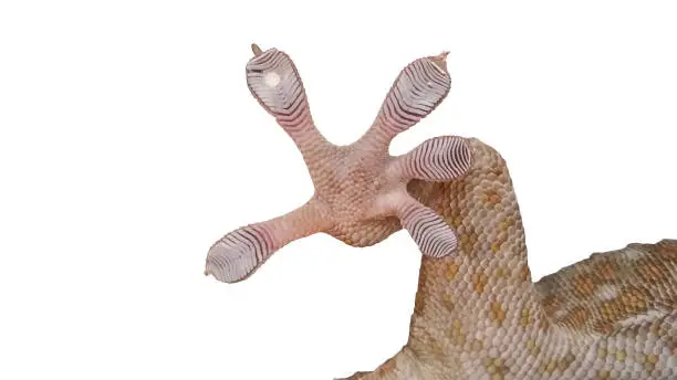 Photo of gecko foot with white background