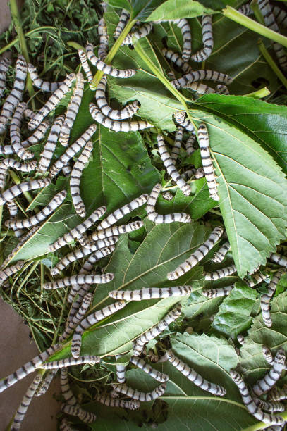 seide wurm essen mulberry leaf (schwerpunkt seidenraupe) wurmlarven - silkworm stock-fotos und bilder