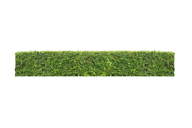 gebüsch busch baum weißen hintergrund isoliert - hecke stock-fotos und bilder