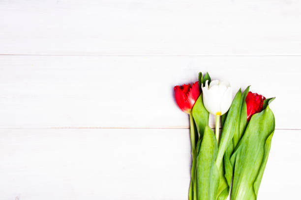 istock Early tulips on a light wooden background 660385082