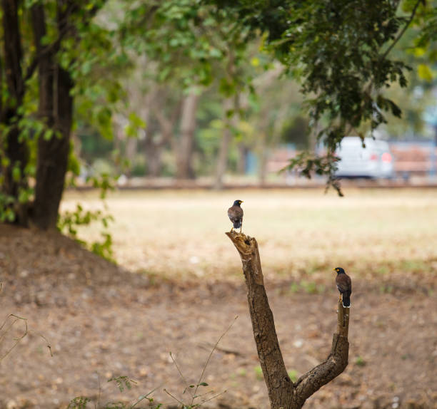 Two Common Myna birds on a wooden.