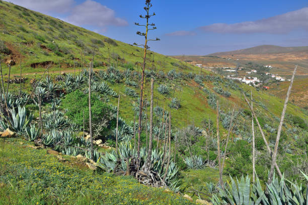 istock Agaves over Betancuria (Fuerteventura, Morro do Cortijo) 660385640