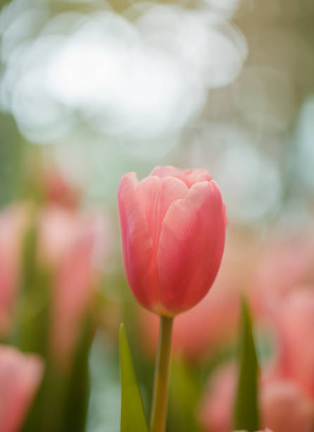 istock Pink tulips in garden 660386090