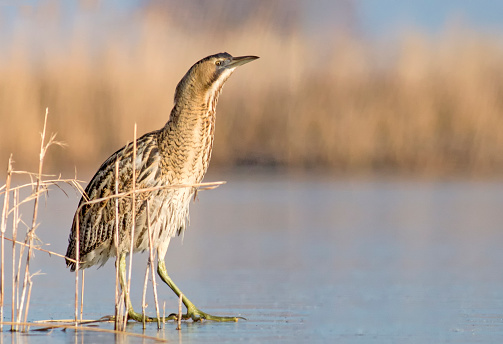 Great Bittern (Botaurus stellaris)