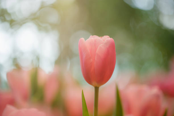 istock Pink tulips in garden 660386174