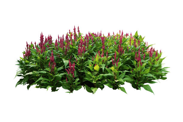 istock flower bush tree pink color isolated white background 660386286